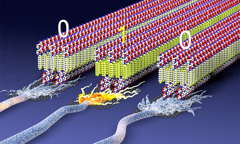 This illustration shows a future vision of assemblies of molecules formed by peptides and miniature molecular pieces present in a plastic material to create “ferroelectric” structures that switch polarity to store digital information or signal neurons. 